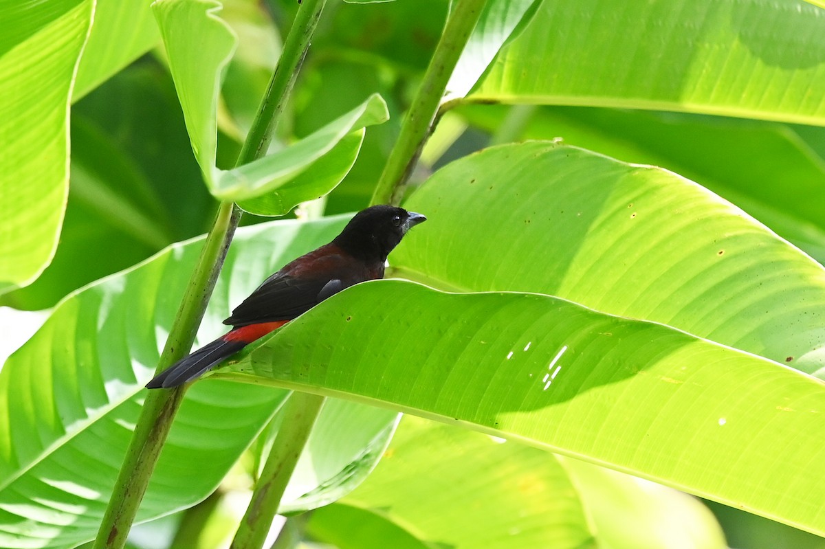 Crimson-backed Tanager - Marie O'Neill