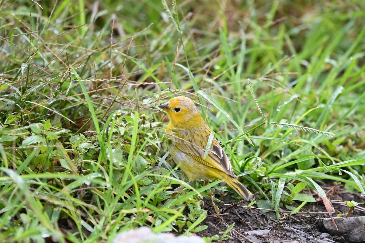 Saffron Finch - Marie O'Neill