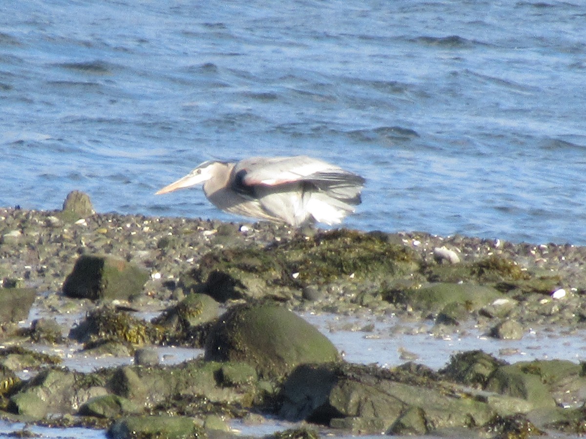 Great Blue Heron - ML534041161