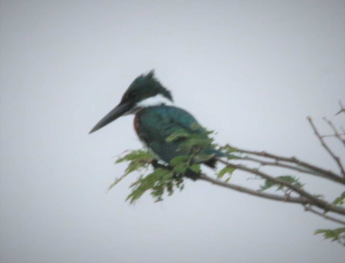 Amazon Kingfisher - ML534042161