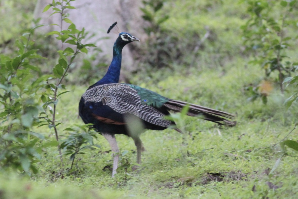 Indian Peafowl - ML534043761