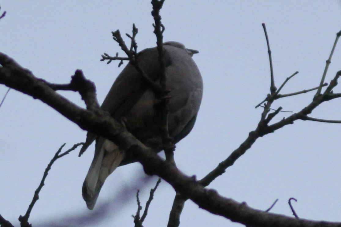 Dúcula Dorsicastaña (cuprea) - ML534043961