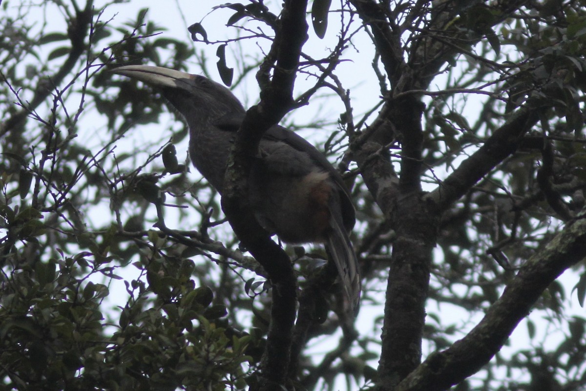 Malabar Gray Hornbill - ML534044071