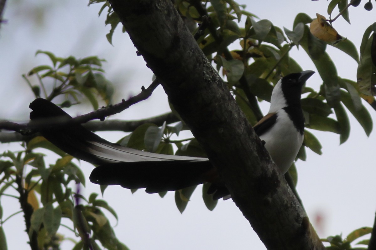 White-bellied Treepie - ML534044241