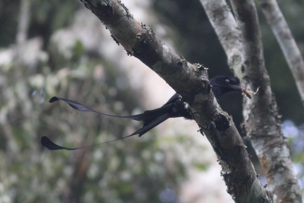 Greater Racket-tailed Drongo - ML534046921