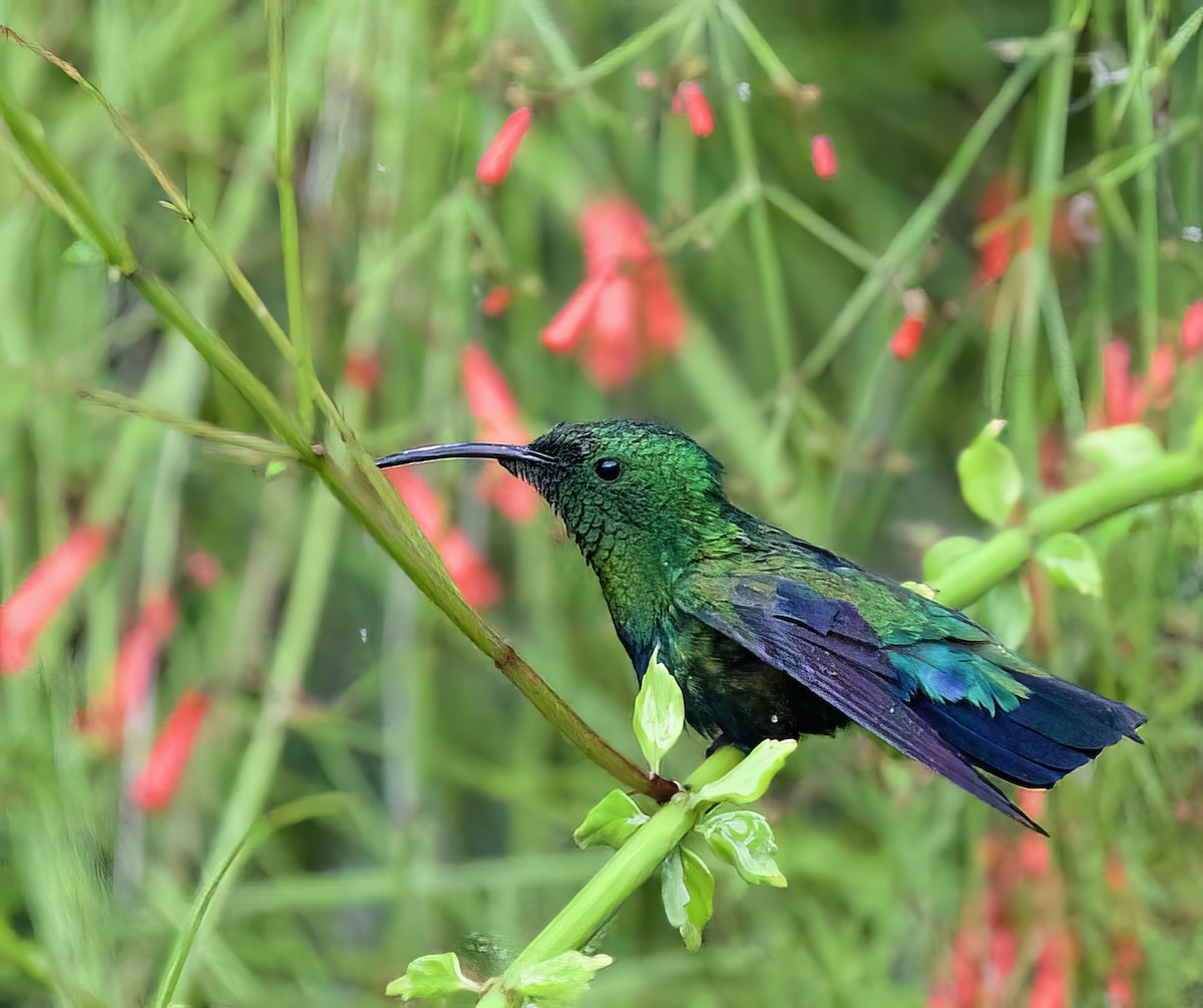 Green-throated Carib - ML534047201