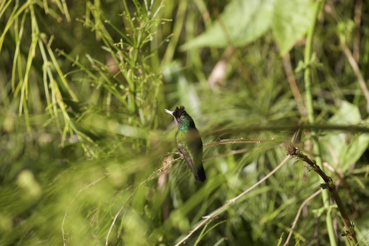 Antillean Crested Hummingbird - ML534047411