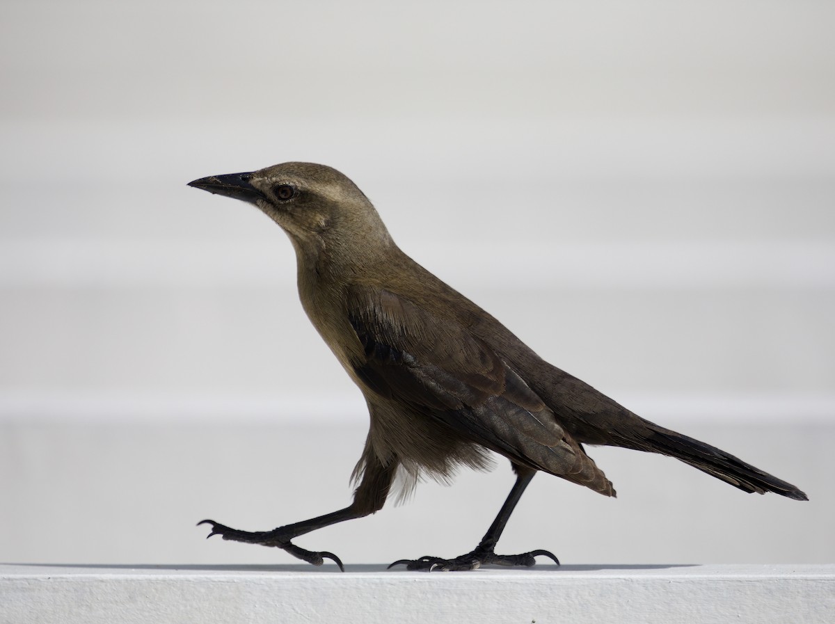 Carib Grackle - ML534047511