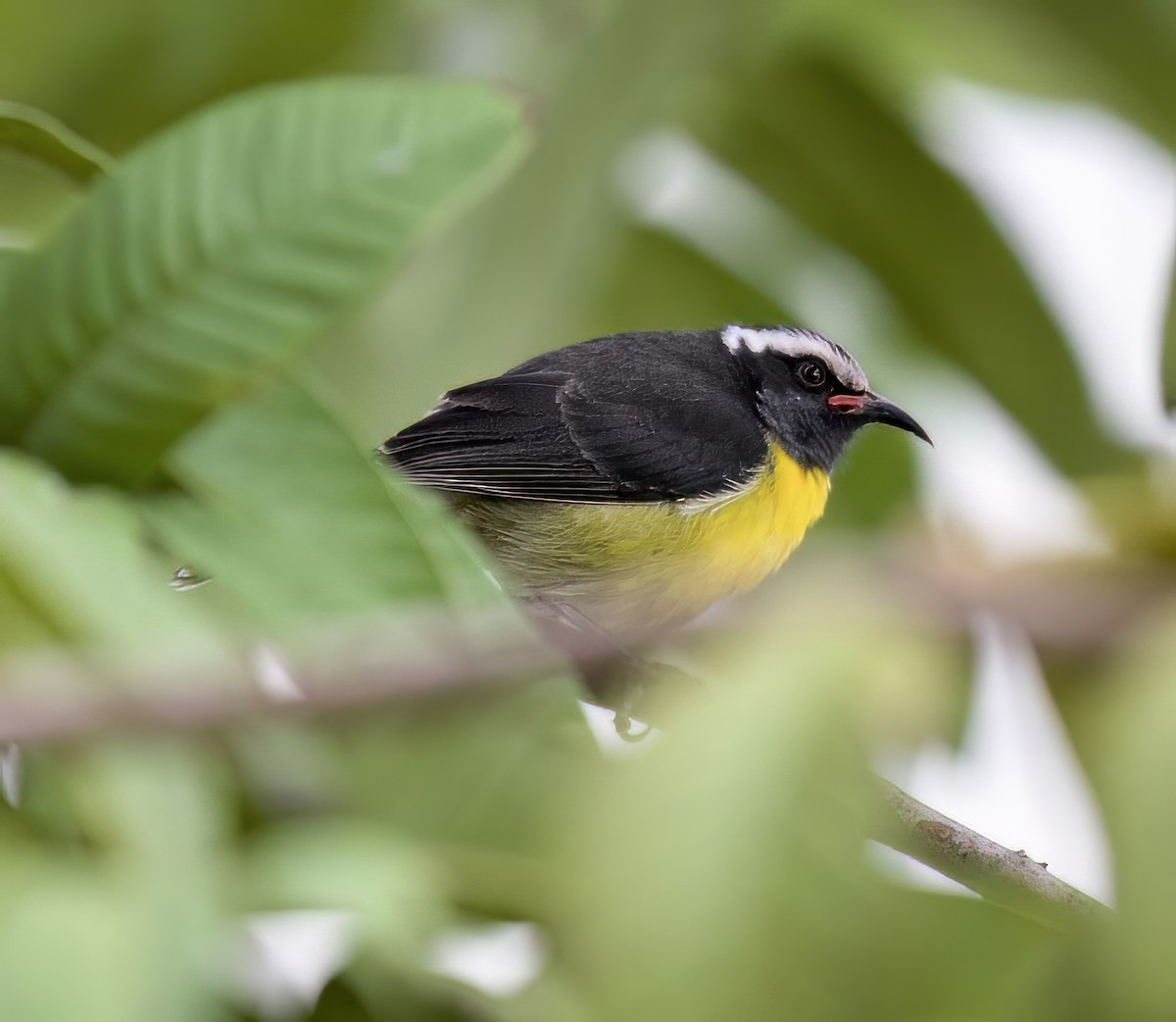 Bananaquit - ML534047571