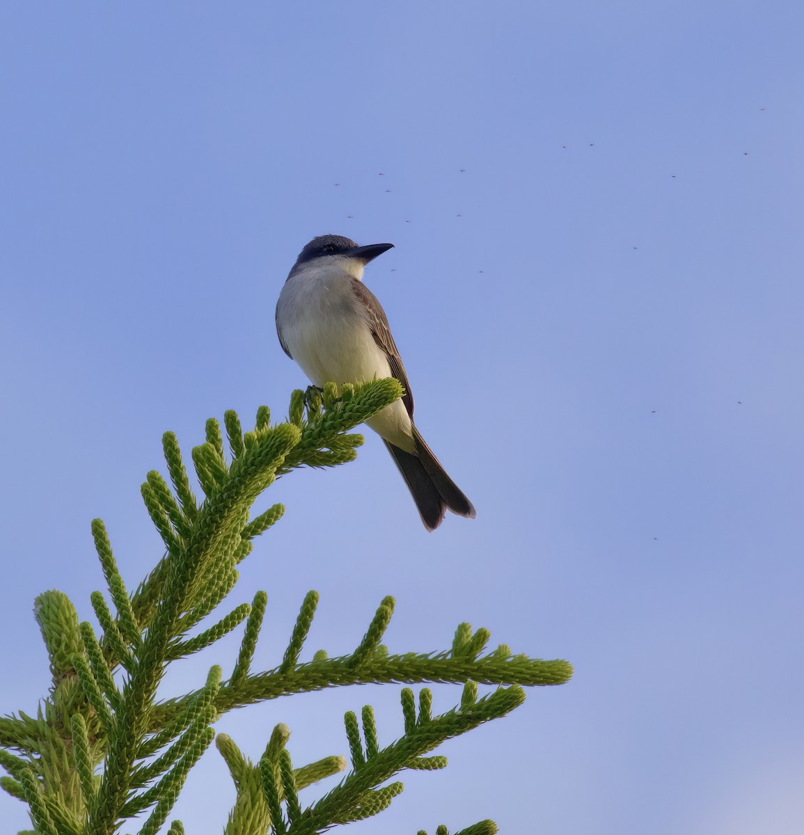 Gray Kingbird - ML534048151