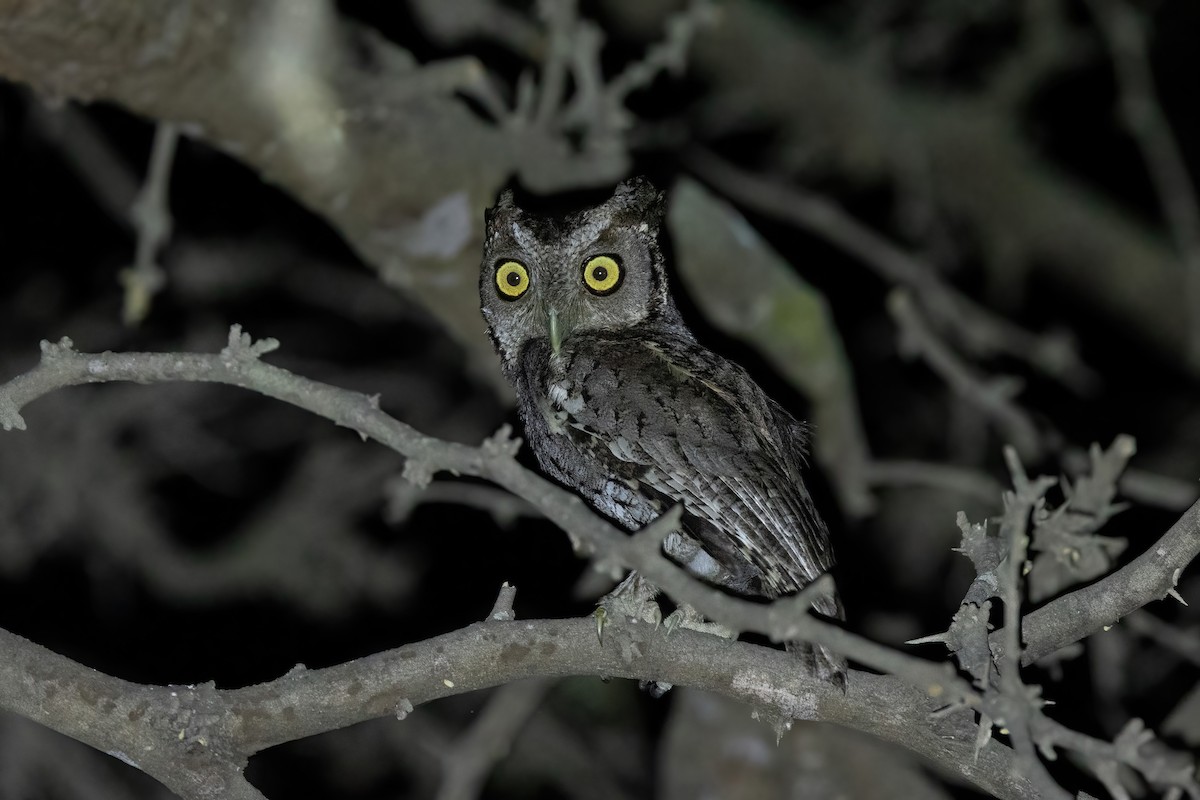 Peruvian Screech-Owl - ML534048861