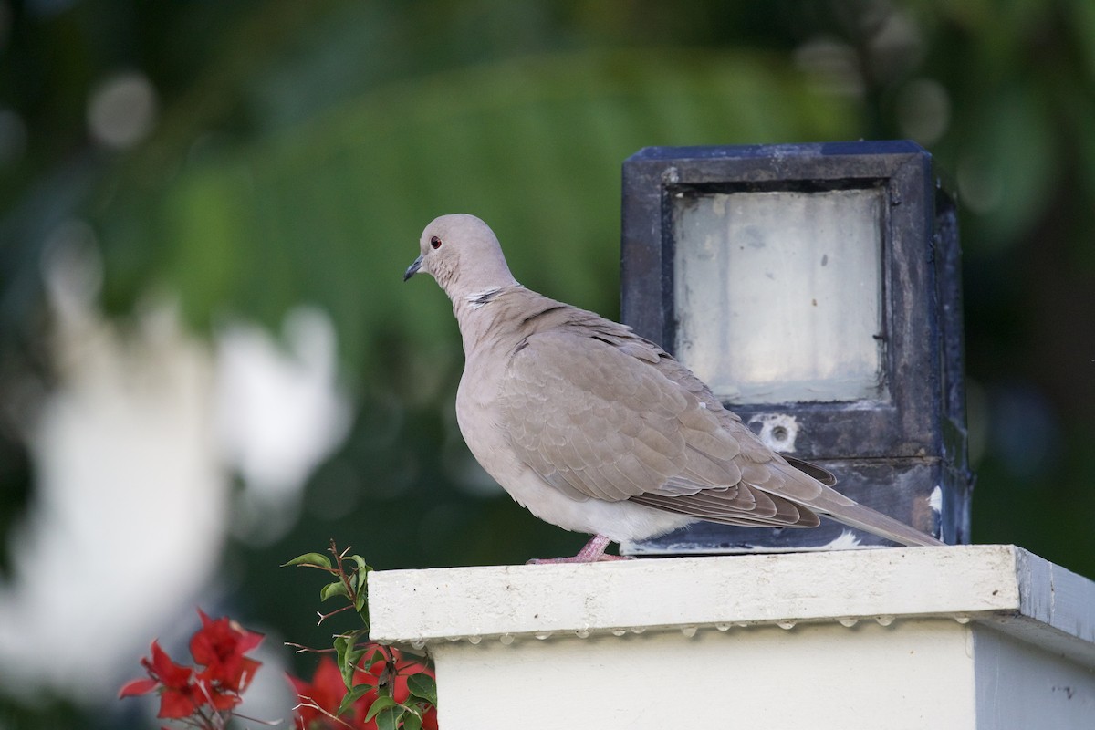 Eurasian Collared-Dove - Ron Grimes