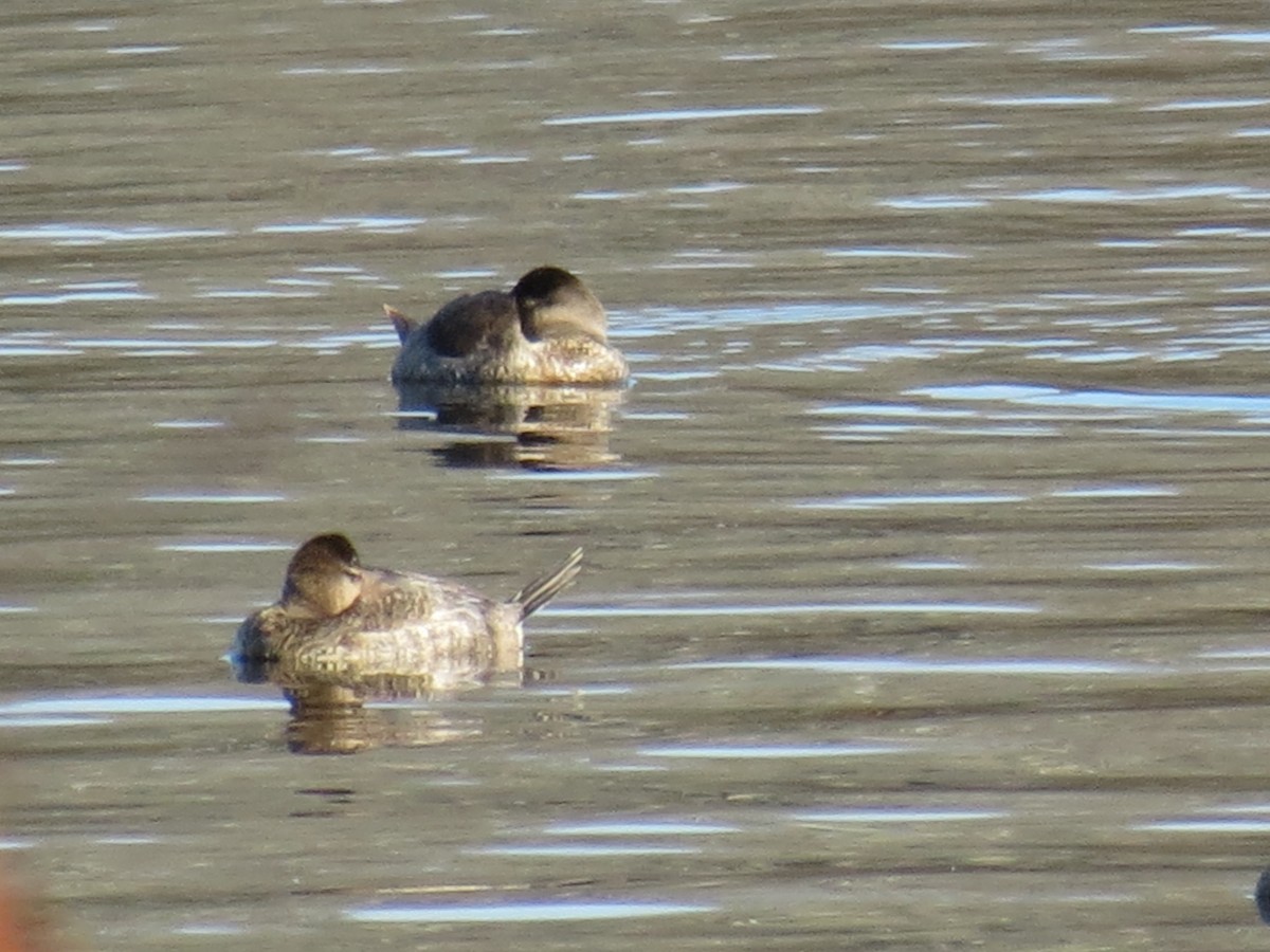 Ruddy Duck - ML534049521