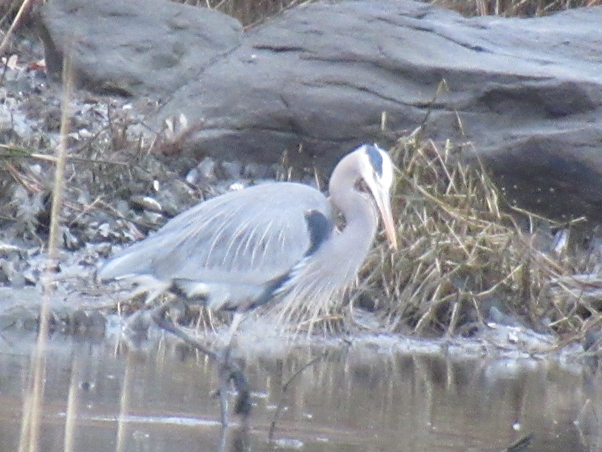 Great Blue Heron - ML534050651