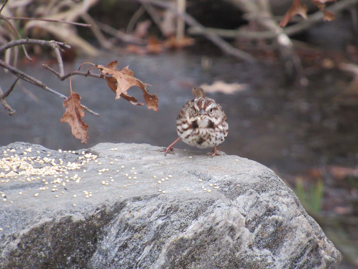 Song Sparrow - ML534050971