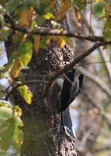 Oriental Pied-Hornbill - ML534051601