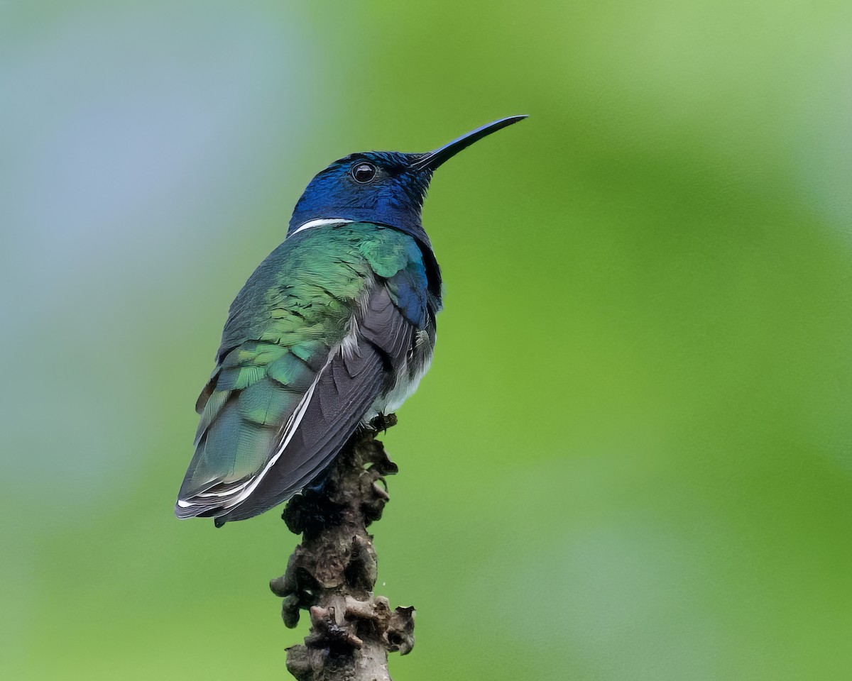 White-necked Jacobin - Alan Bloom