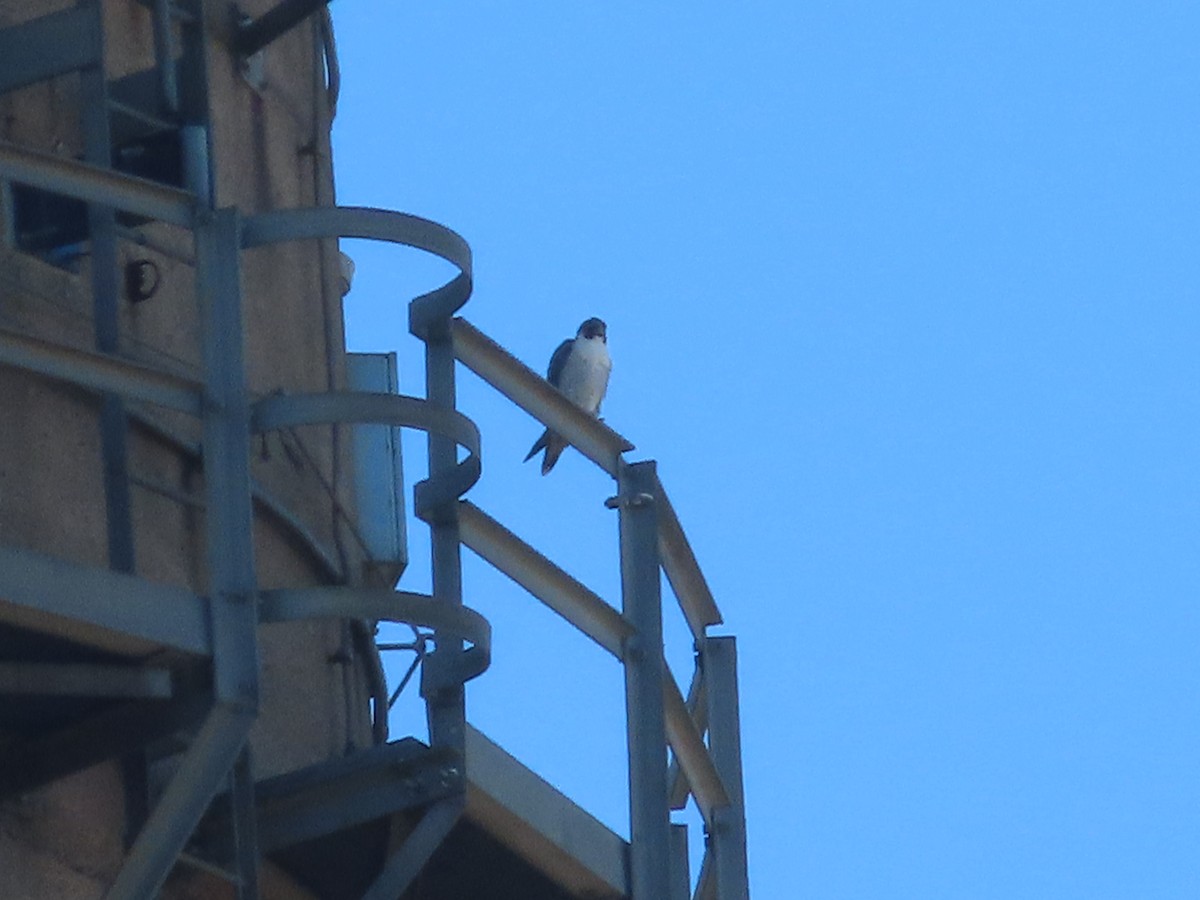 Peregrine Falcon - ML534054481