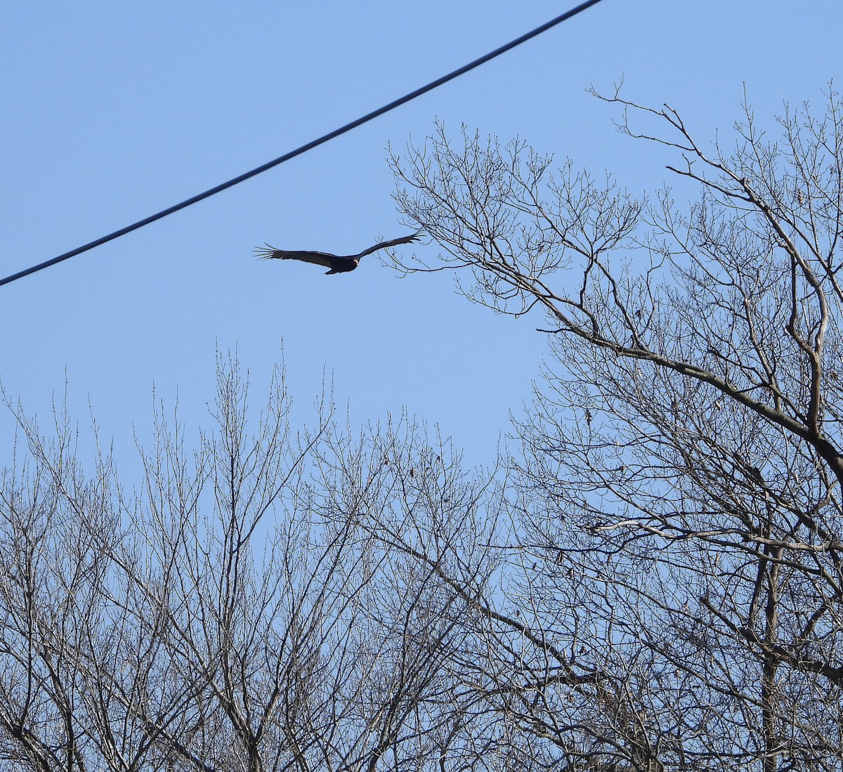 Turkey Vulture - ML534055281