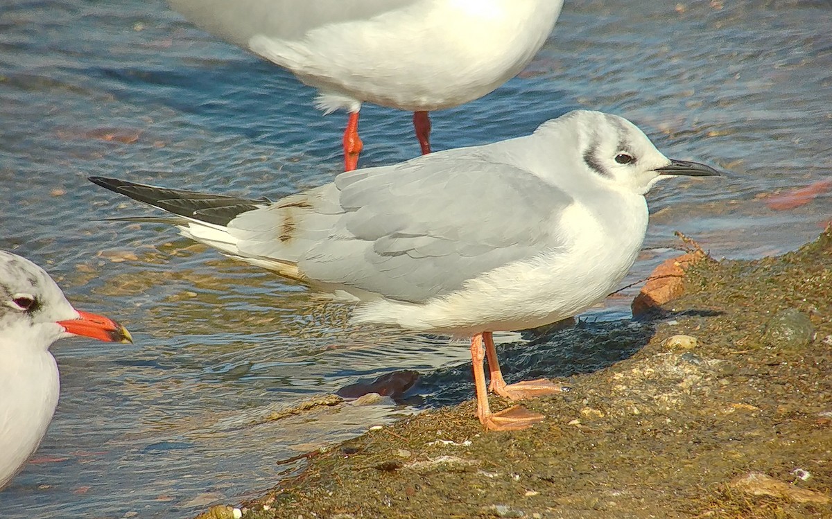 Bonaparte's Gull - José A. Campos