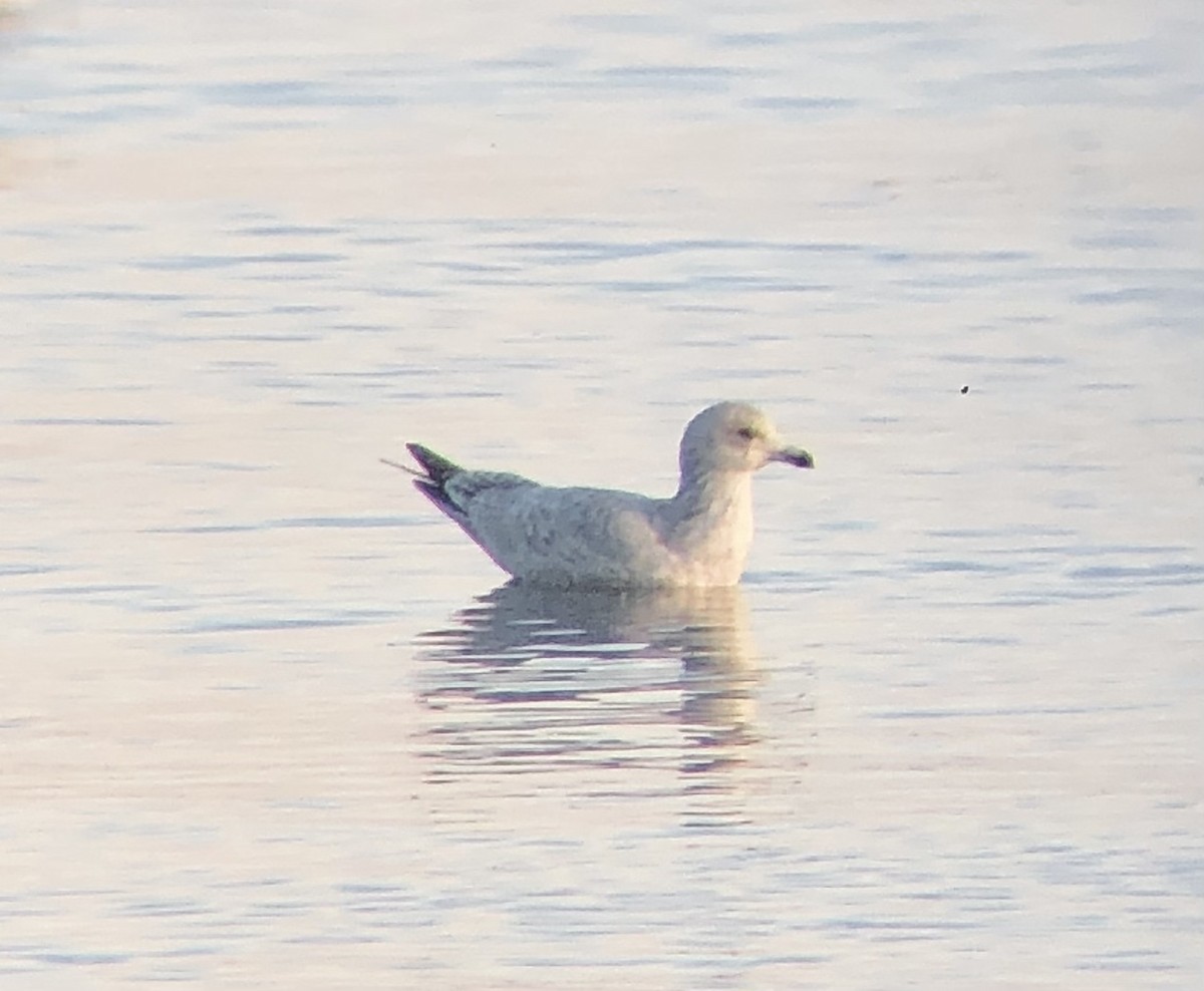 American Herring Gull - ML534056121