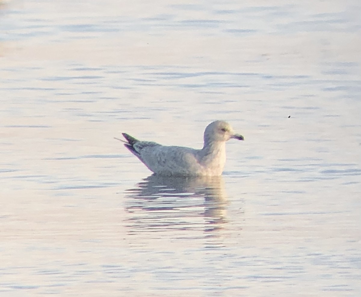 Goéland argenté (smithsonianus) - ML534056121