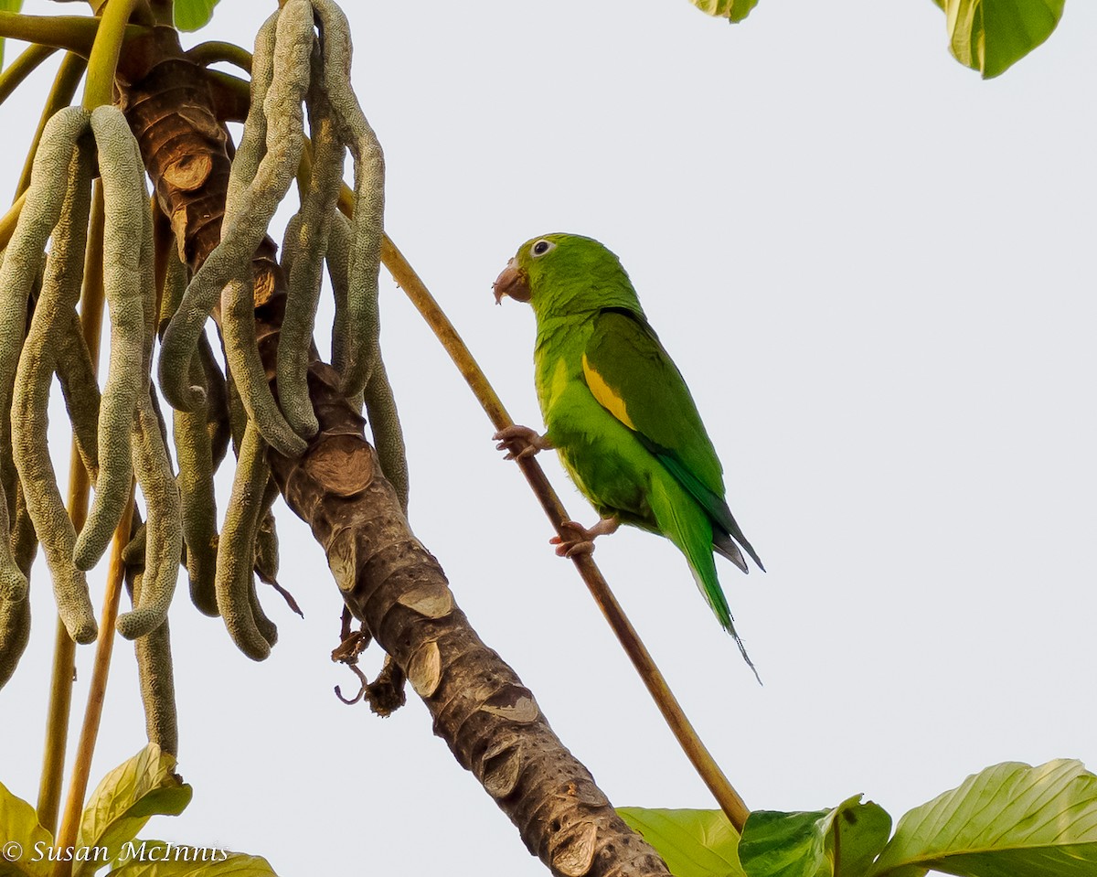 Yellow-chevroned Parakeet - Susan Mac