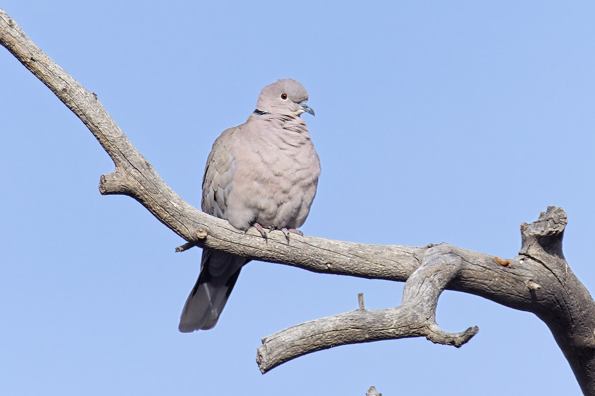 Eurasian Collared-Dove - Bob Walker