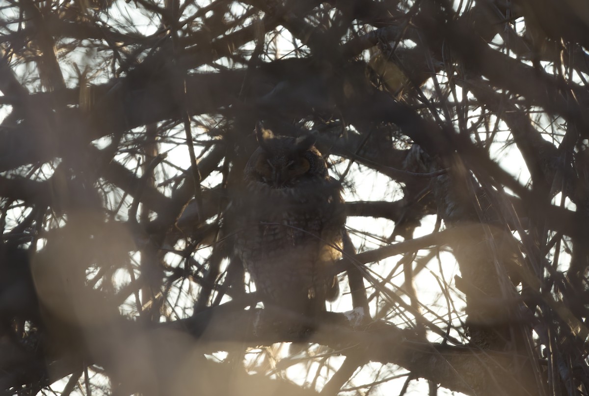 Соотон гуйванга - ML534058611