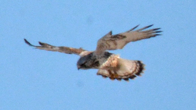 Rough-legged Hawk - Michael J Good