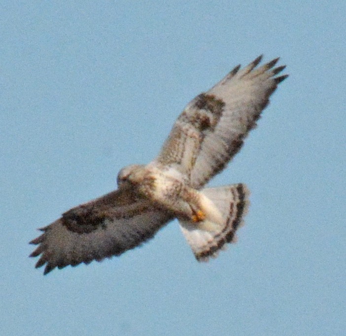 Raufußbussard - ML534060781