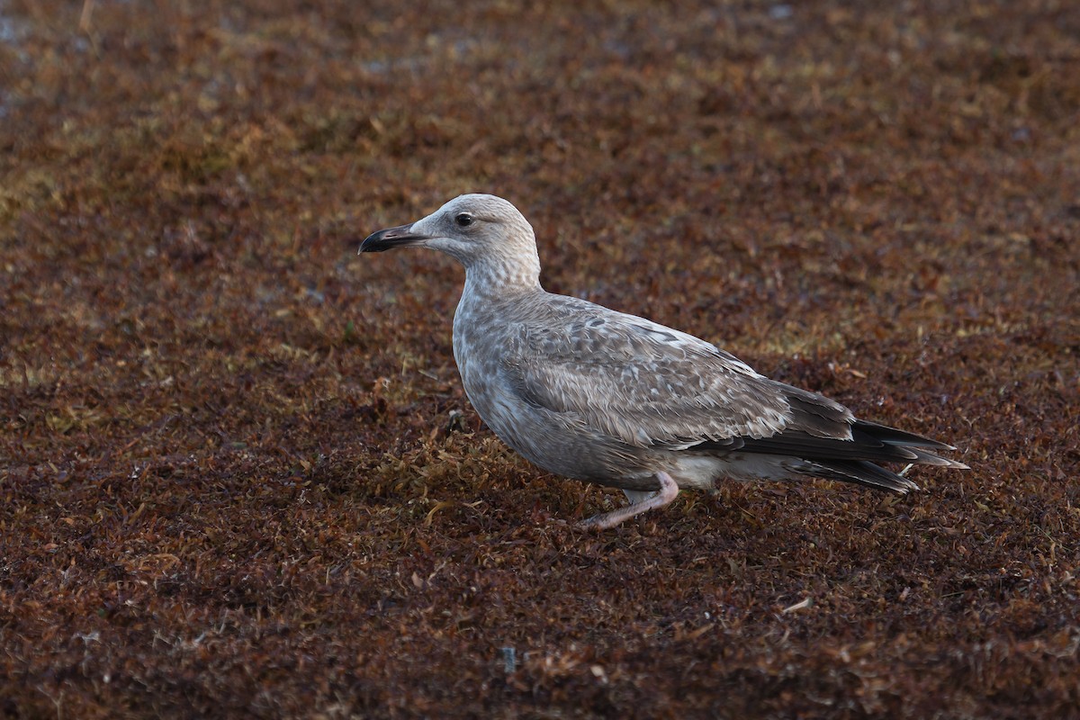 American Herring Gull - ML534063071