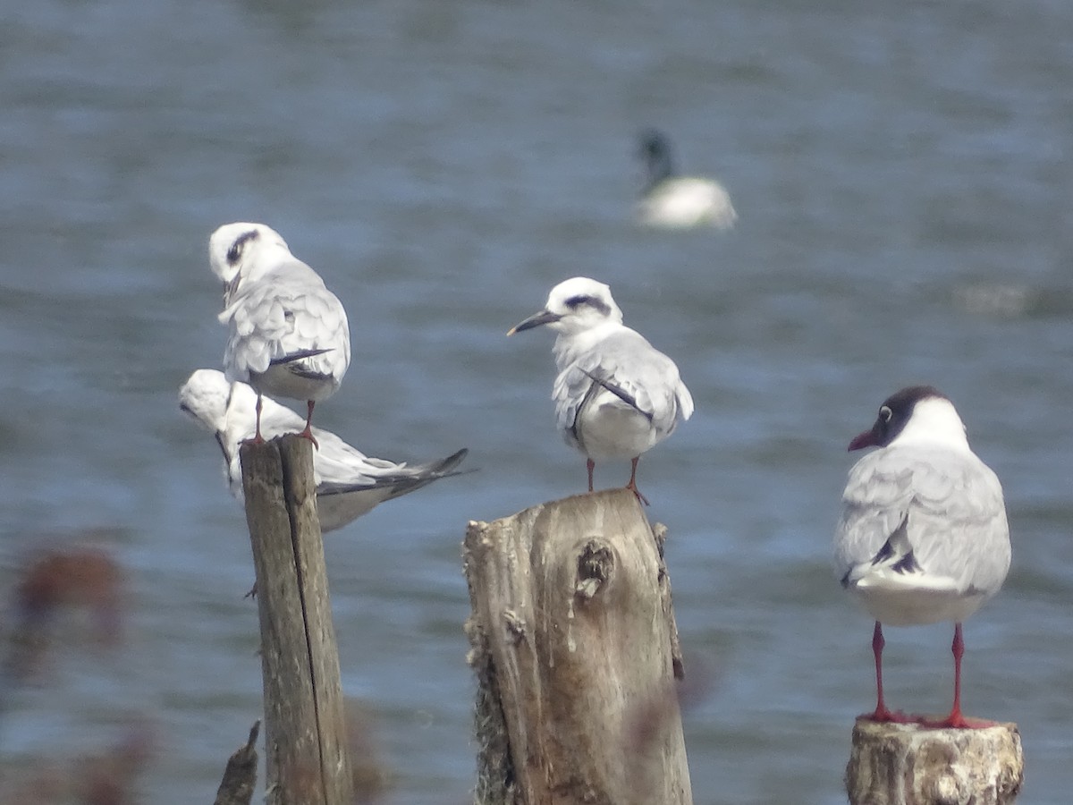 Snowy-crowned Tern - ML534063541