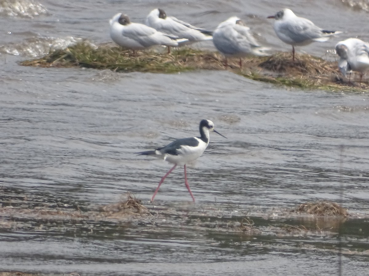 Cigüeñuela Cuellinegra - ML534064061