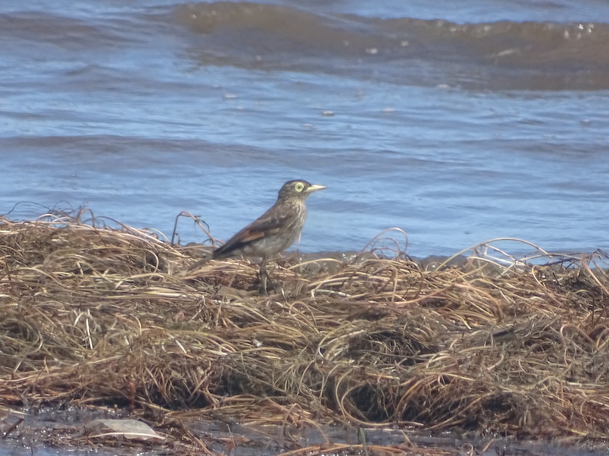 Spectacled Tyrant - ML534064251