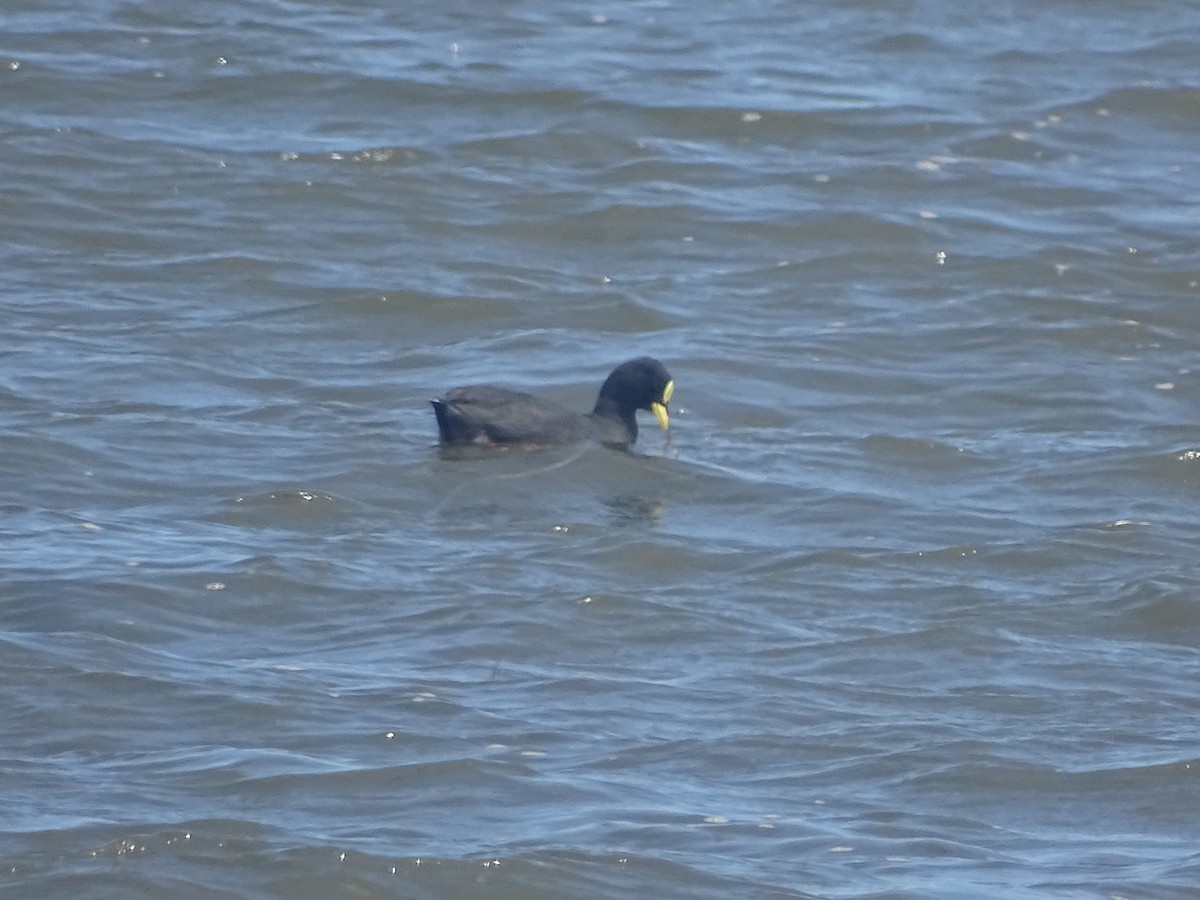 Red-gartered Coot - José Ignacio Catalán Ruiz