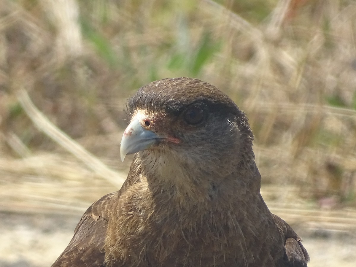 Chimango Caracara - ML534065731