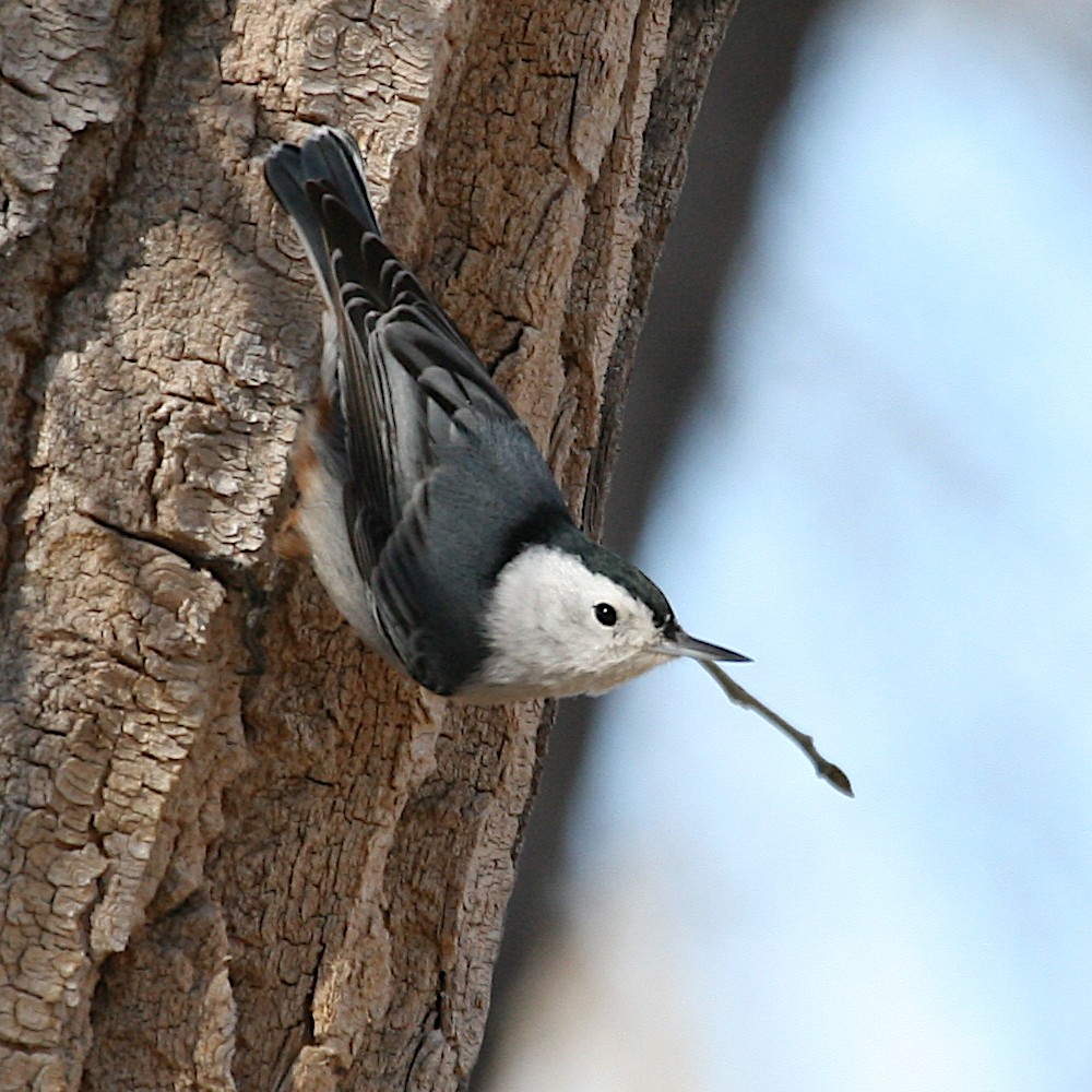 White-breasted Nuthatch - ML534067051