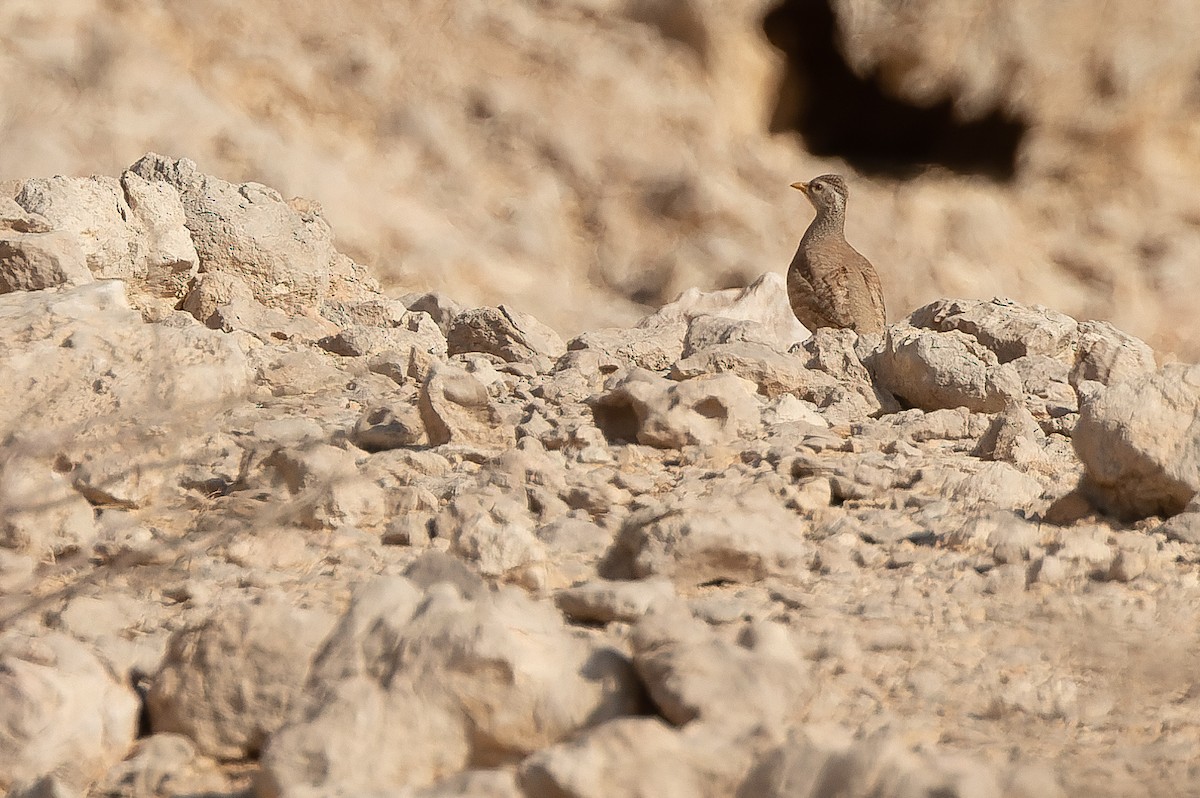 Sand Partridge - ML534067131