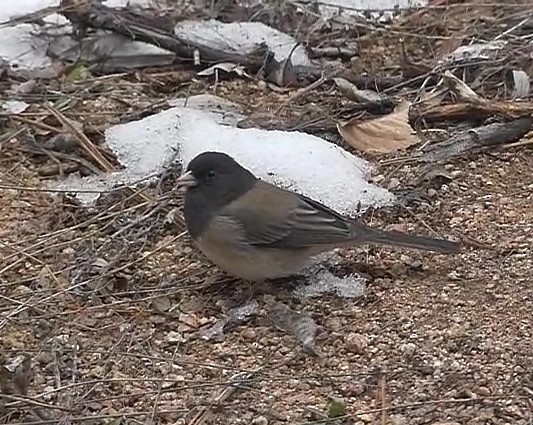 Junco Ojioscuro (grupo oreganus) - ML534067401