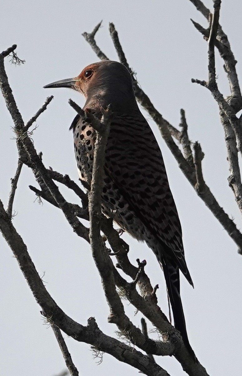Northern Flicker - ML534067751