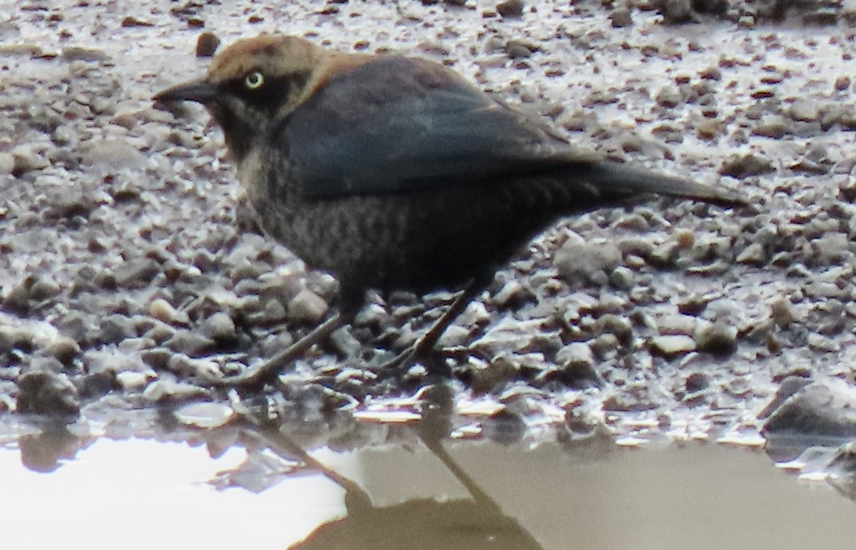 Rusty Blackbird - Anne Tucker