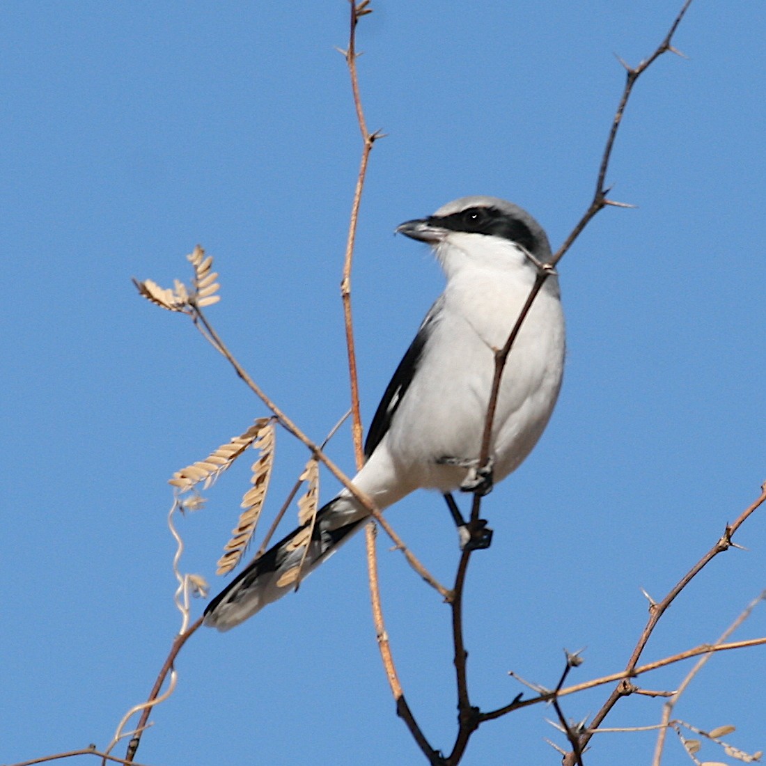 Pie-grièche migratrice - ML534068731