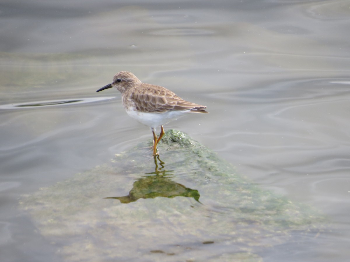 pygmésnipe - ML534068781