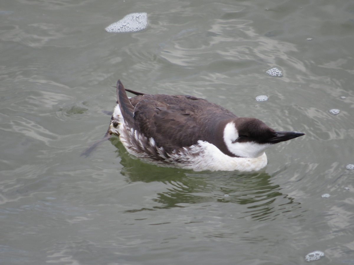 Guillemot marmette - ML534069211