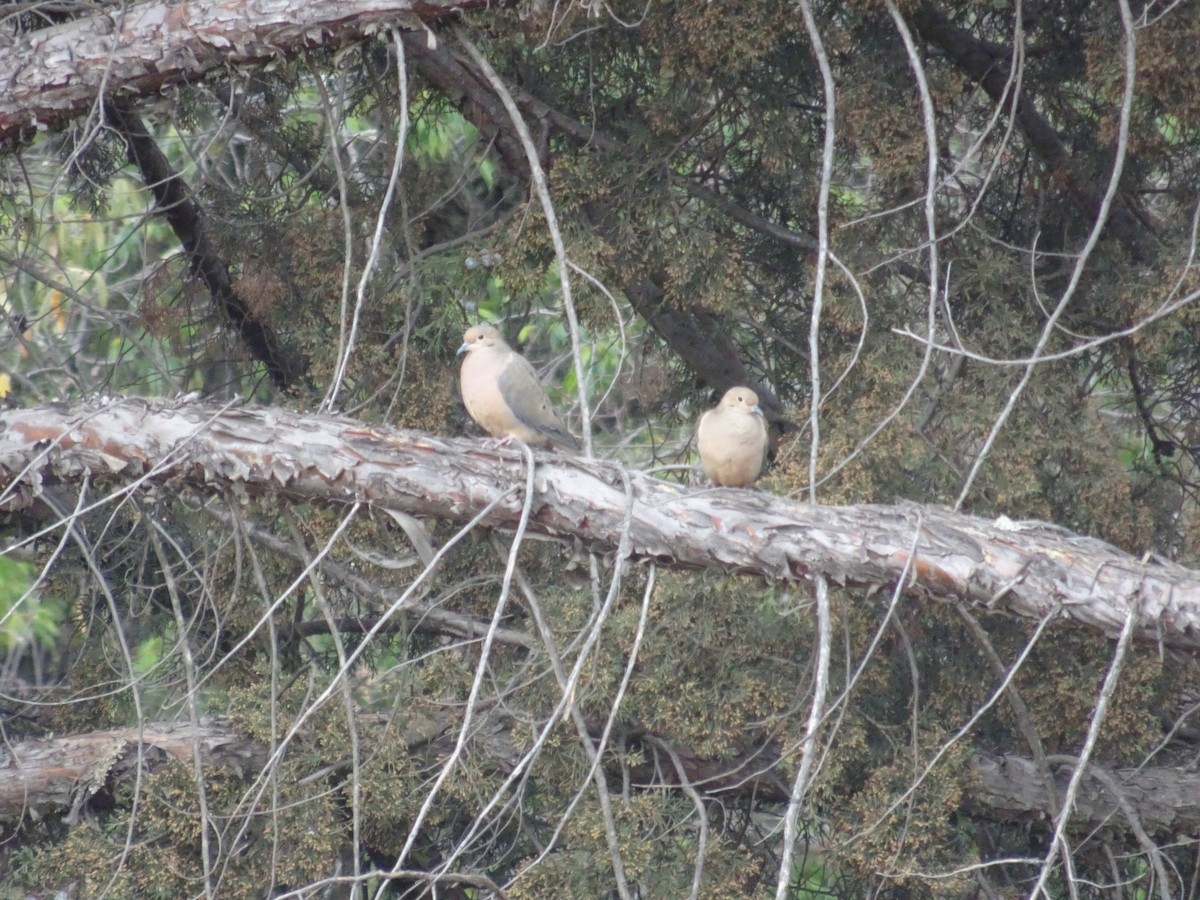 Mourning Dove - ML534069371