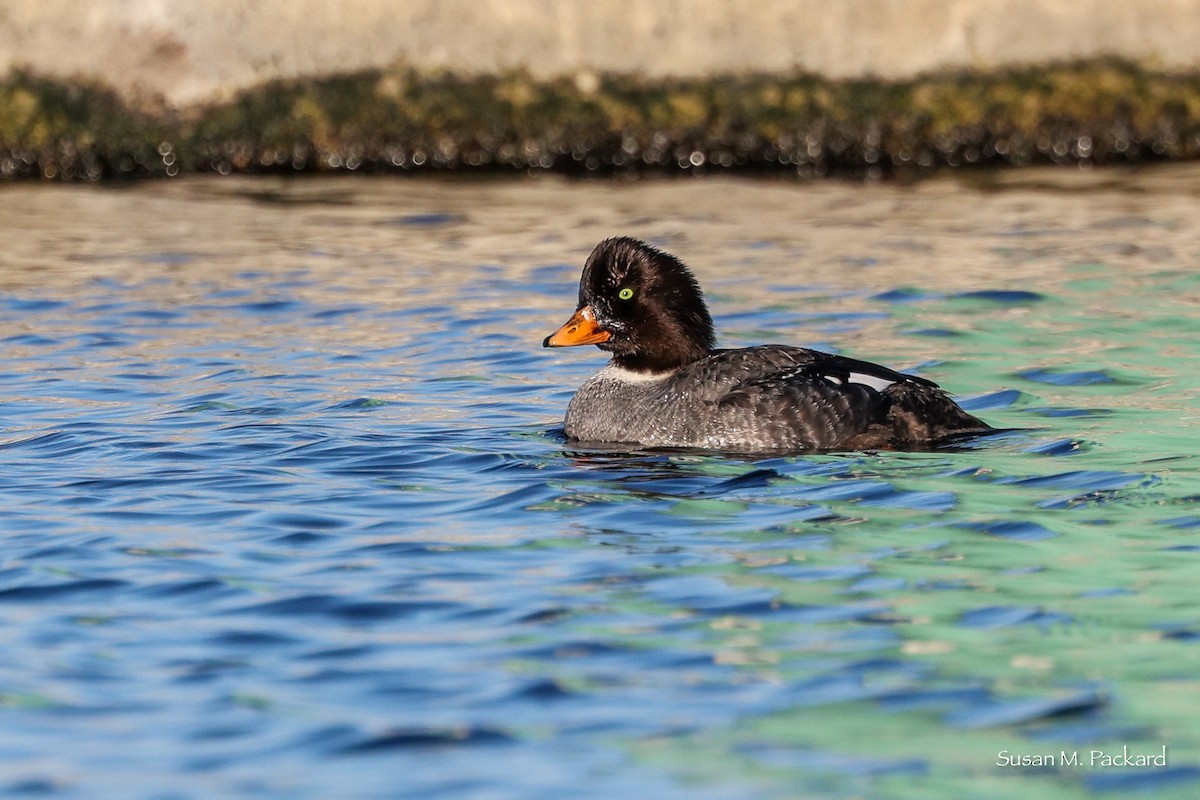 Barrow's Goldeneye - ML534070721