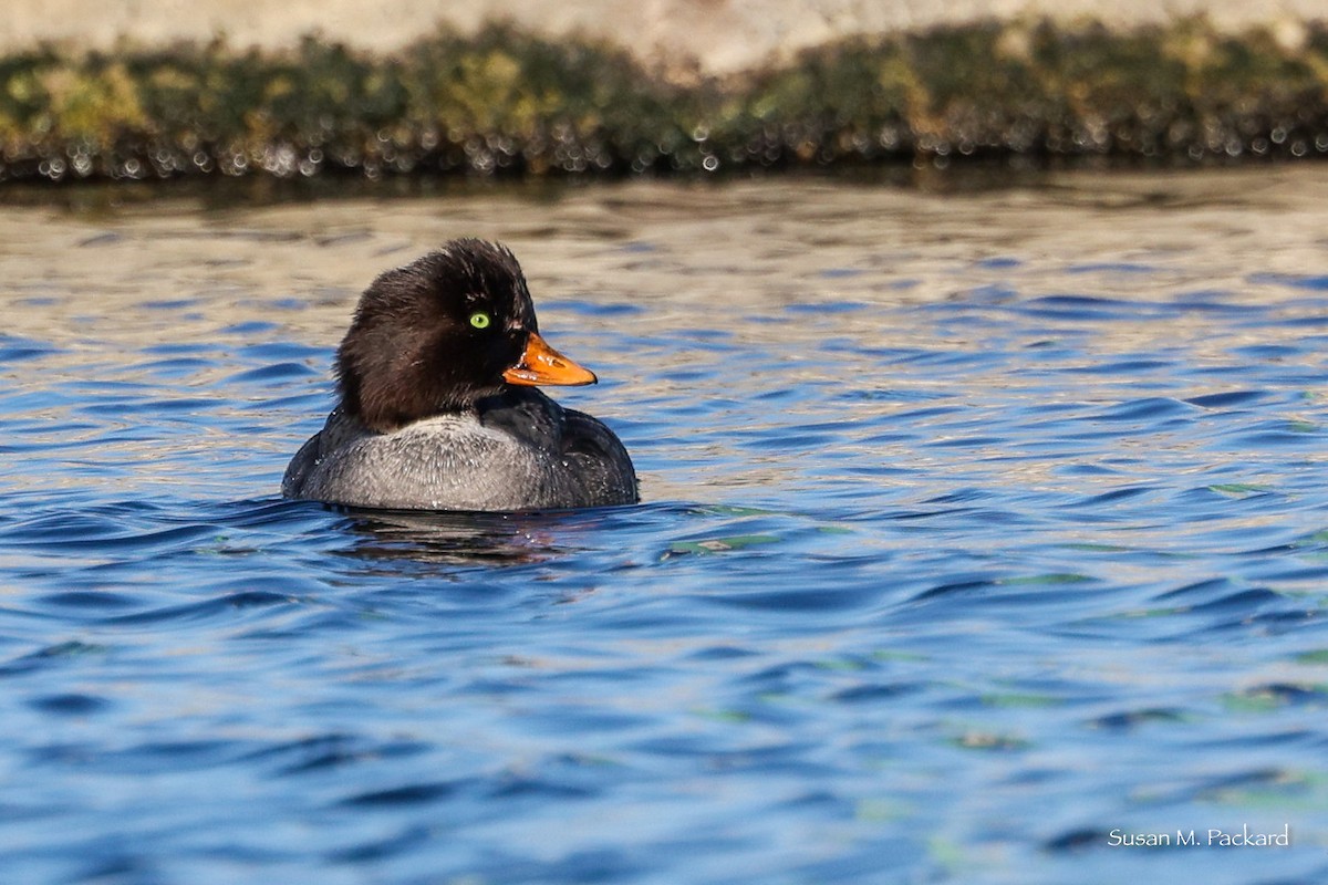 Barrow's Goldeneye - ML534071071