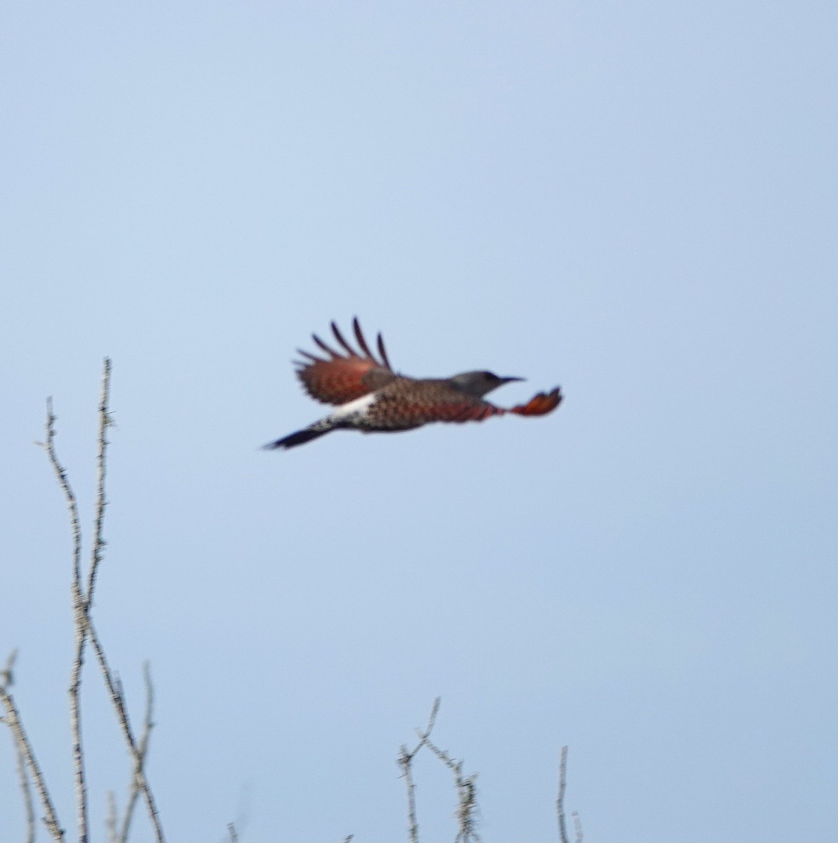 Northern Flicker - ML534071171