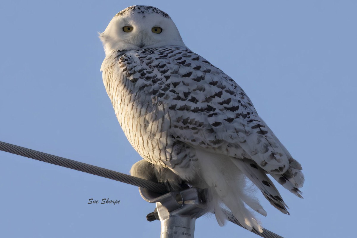 Snowy Owl - Sue Sharpe